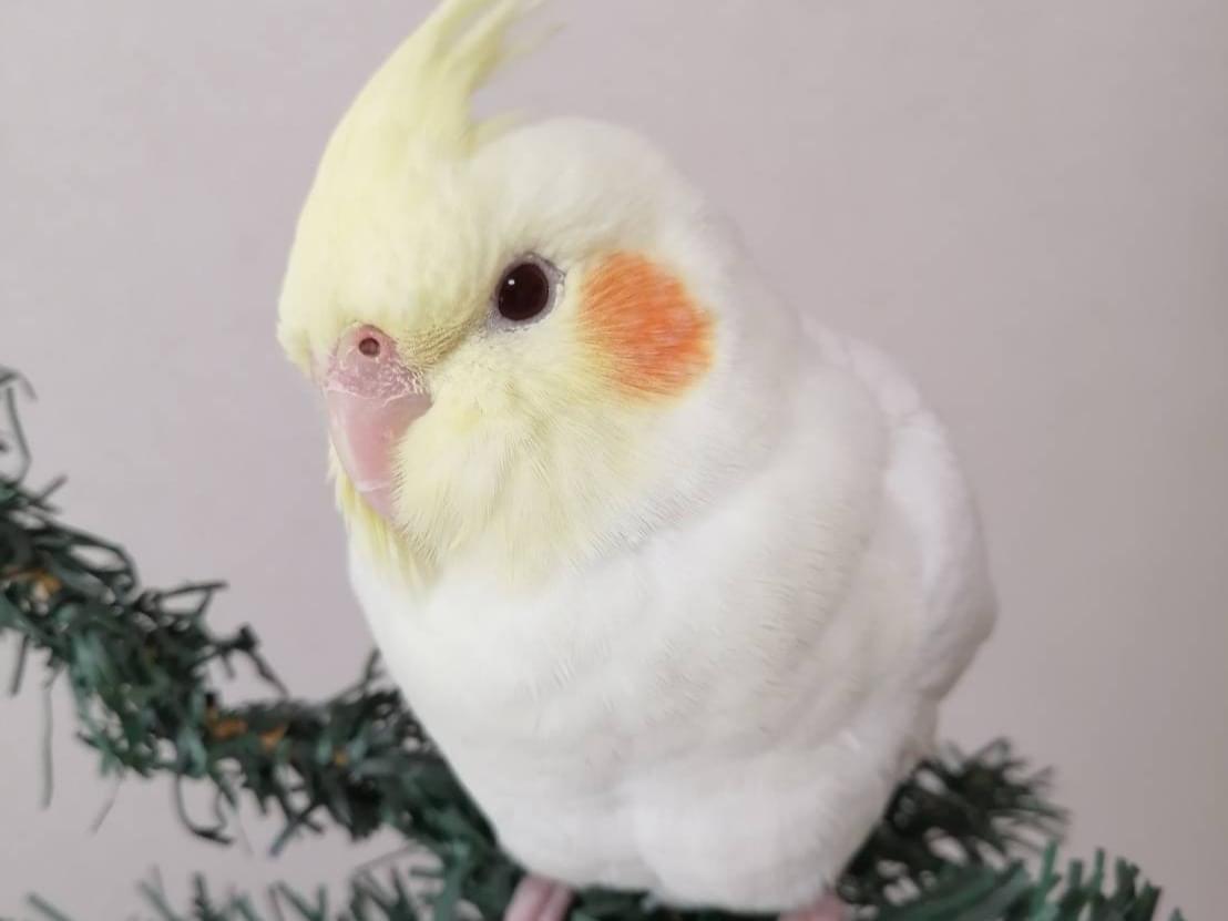 にこちゃん にこちゃん