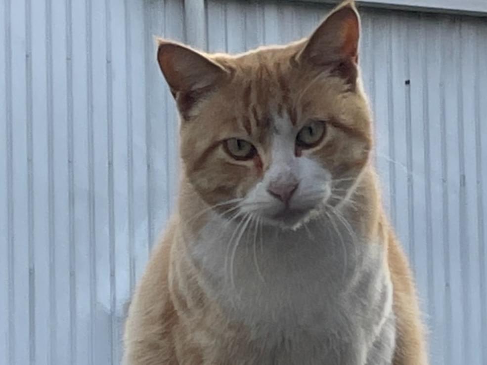 目撃された猫 目撃された猫