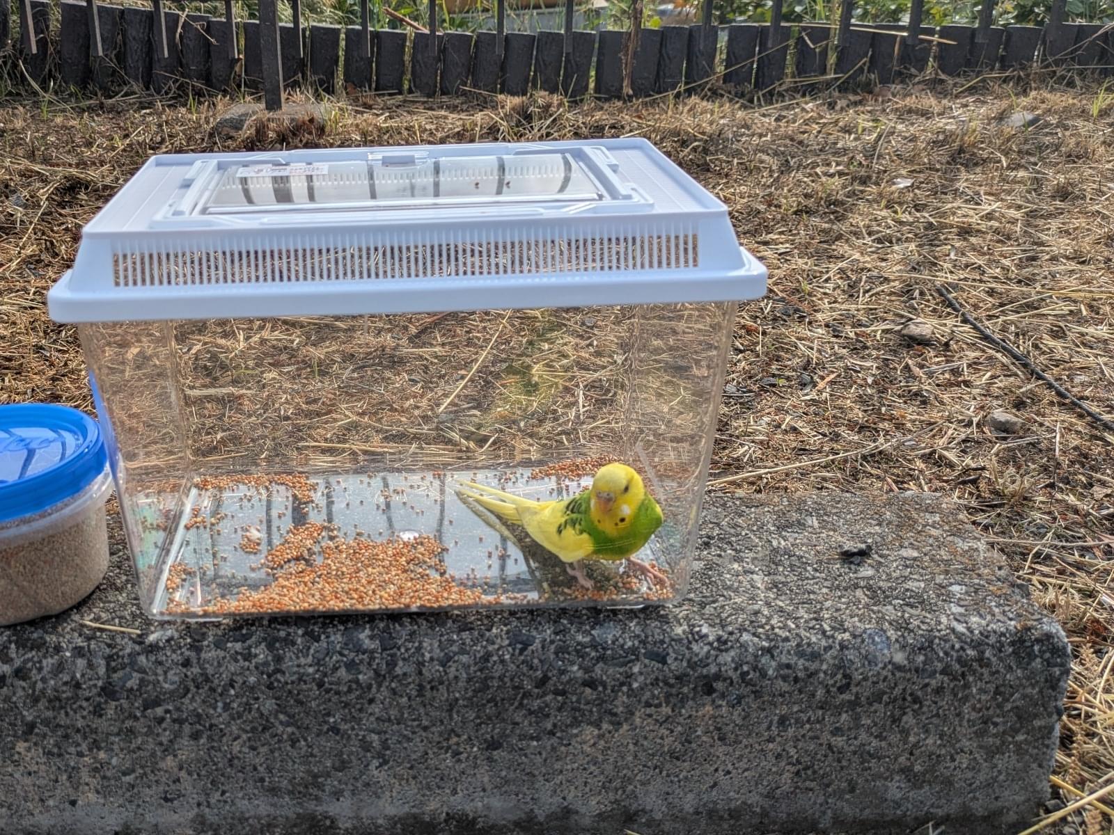 保護された鳥 保護された鳥