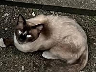 目撃された猫 目撃された猫