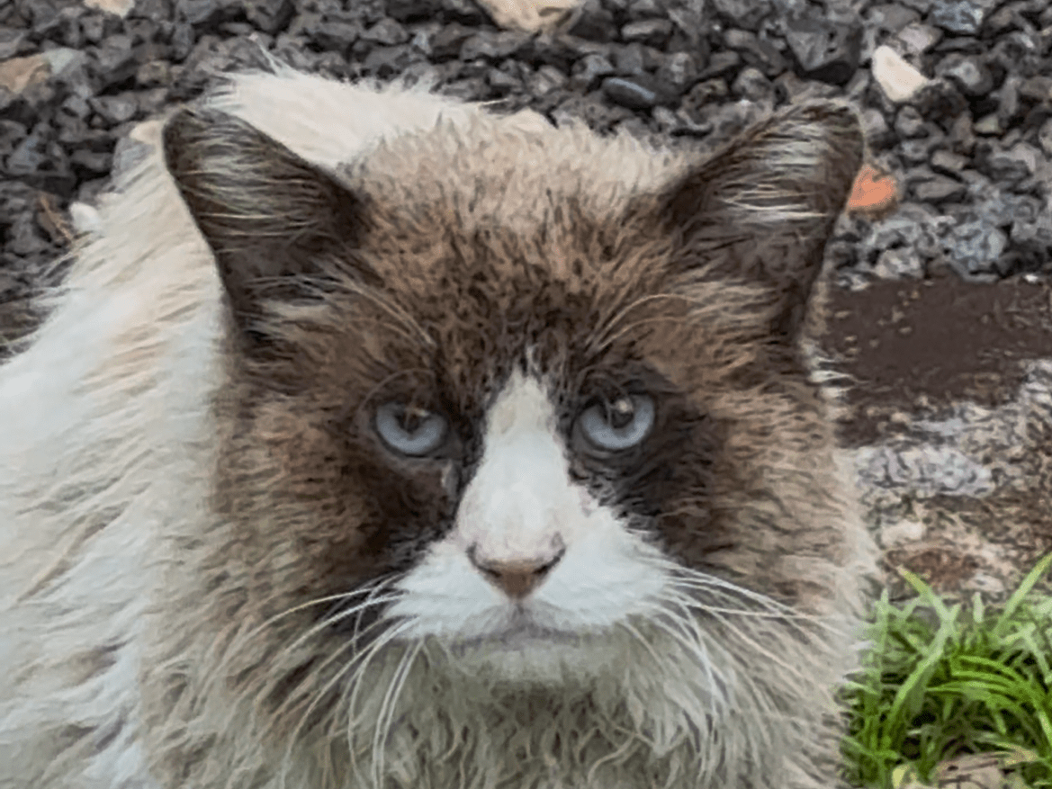 目撃された猫