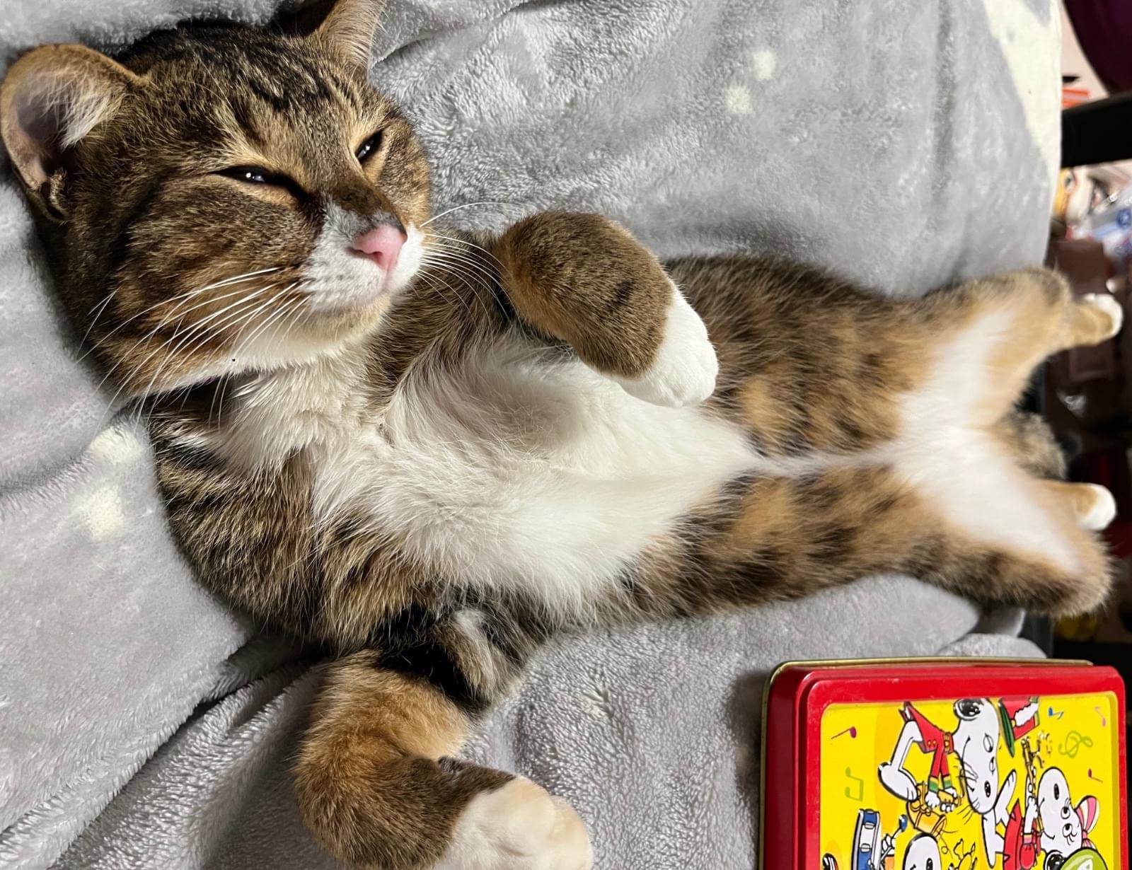 キジトラ模様の靴下猫を探してます。