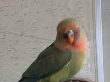 保護された鳥 保護された鳥