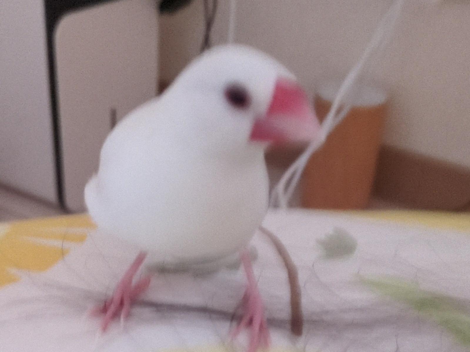 ピーちゃん