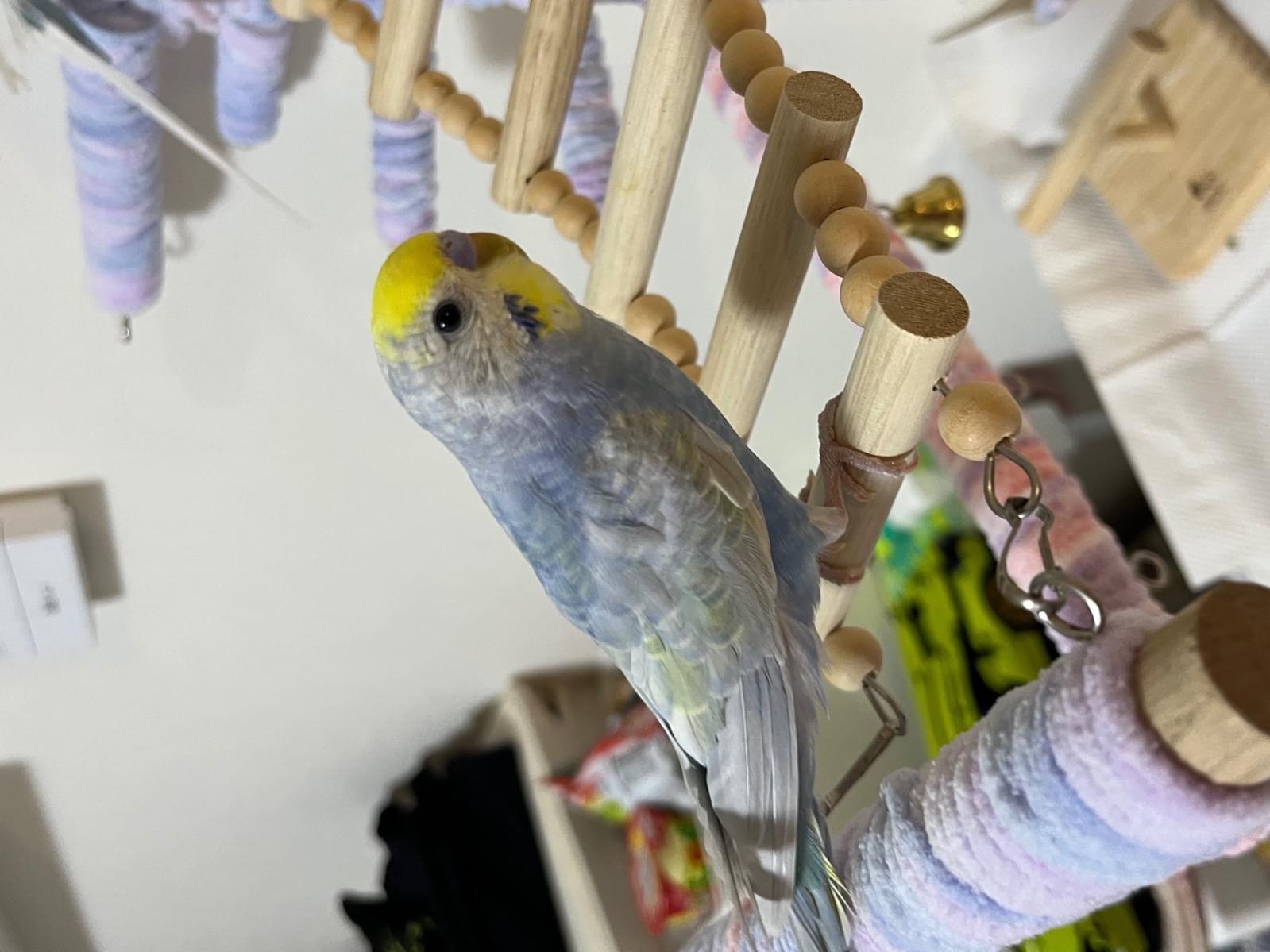 ぴよたんちゃん