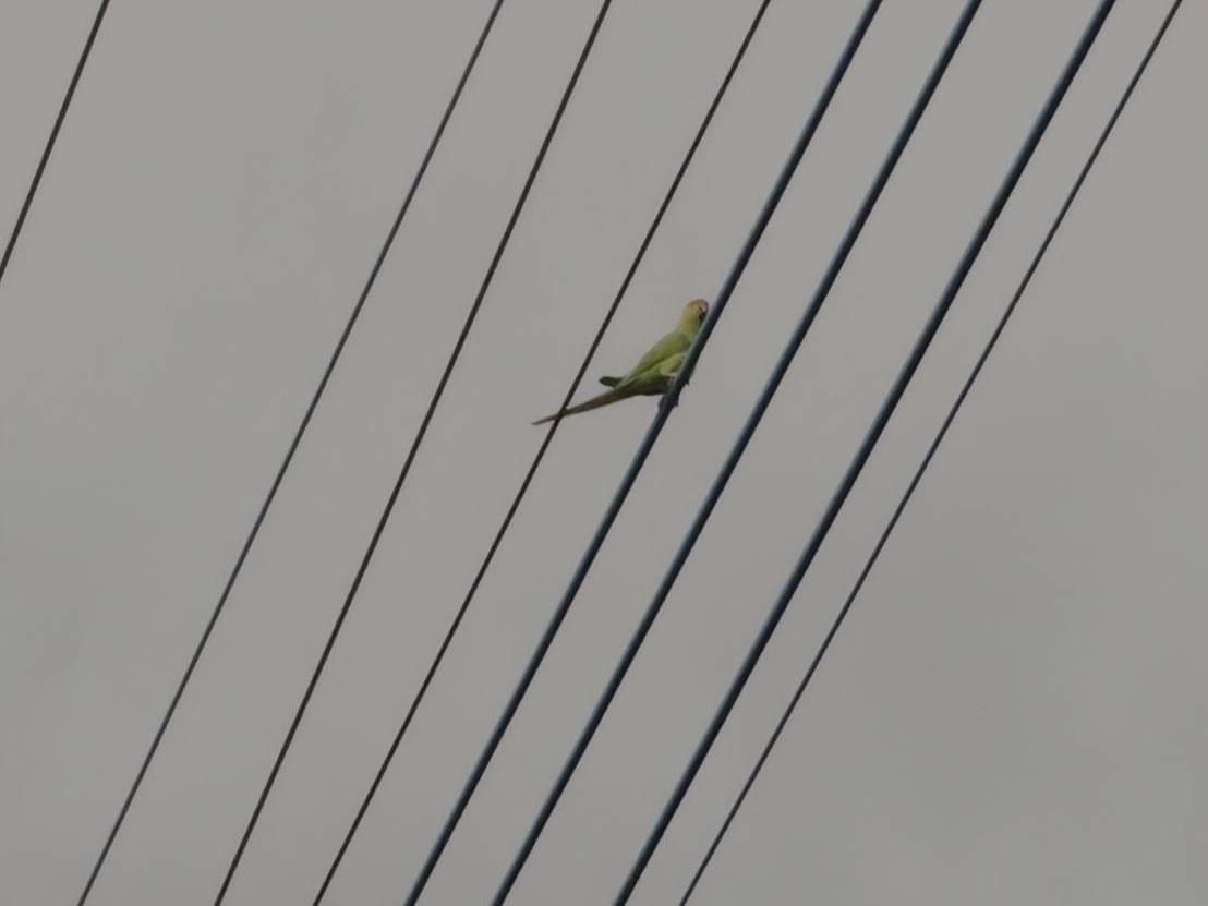 目撃された鳥 目撃された鳥