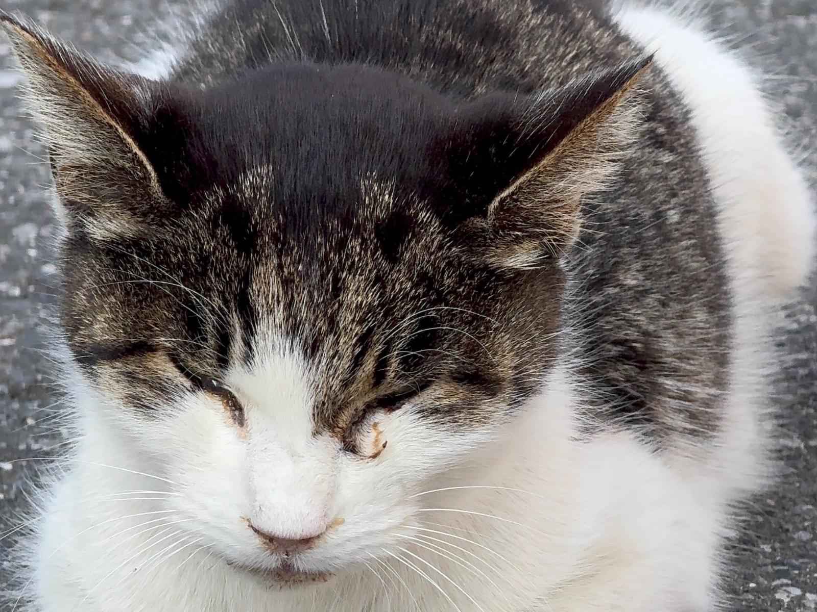 目撃された猫 目撃された猫