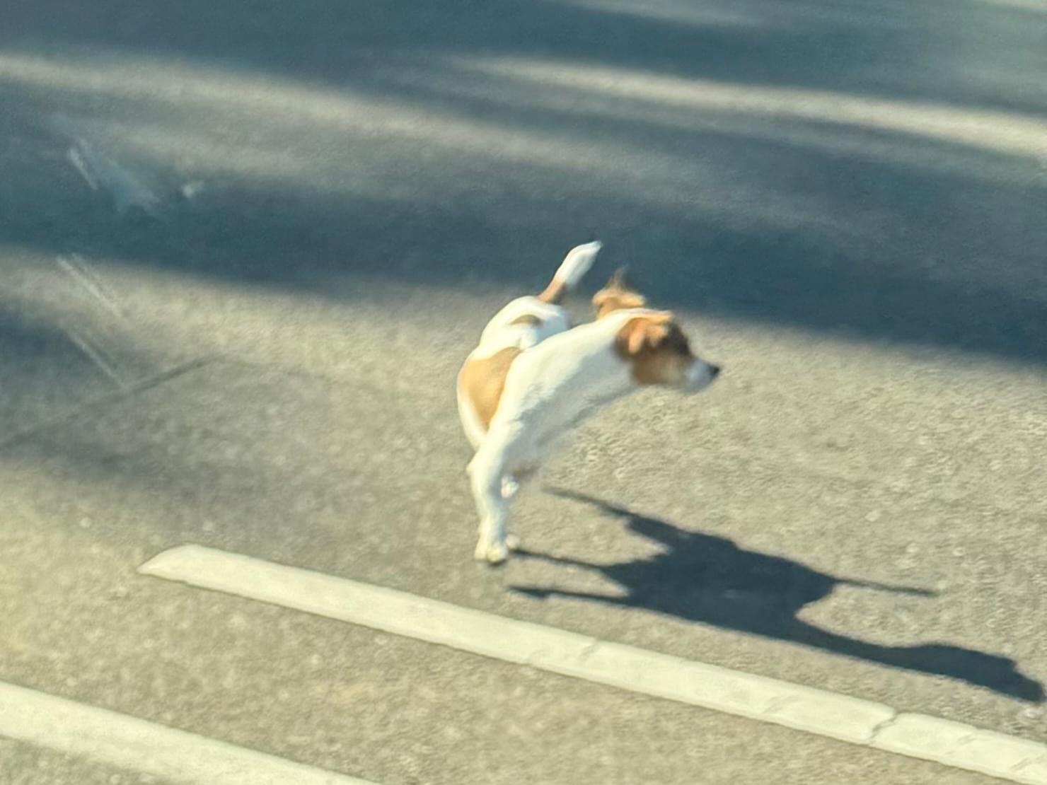 目撃された犬 目撃された犬