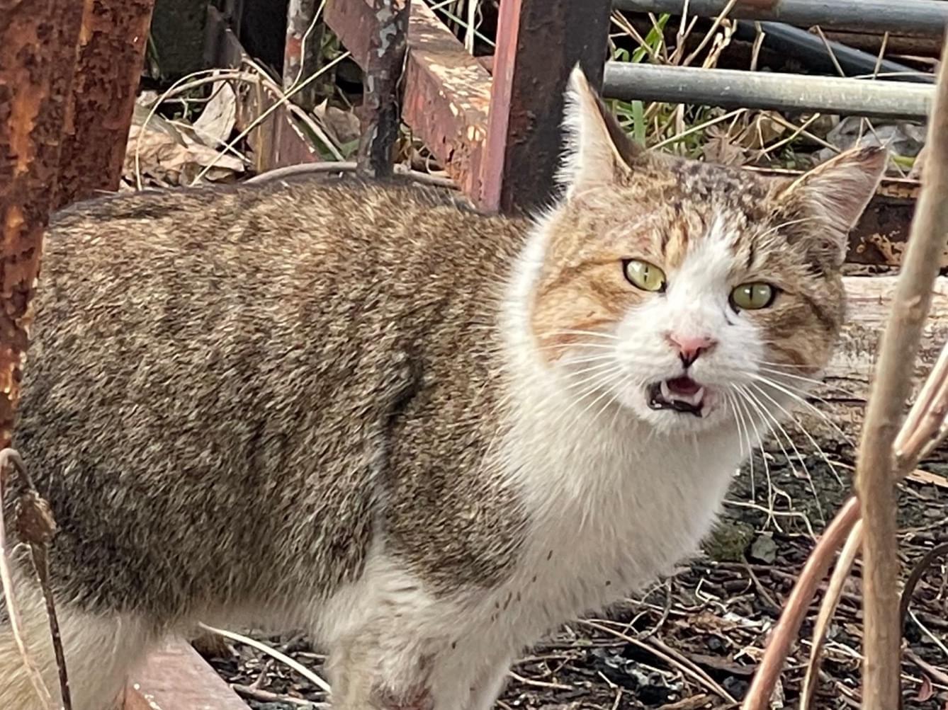 目撃された猫 目撃された猫