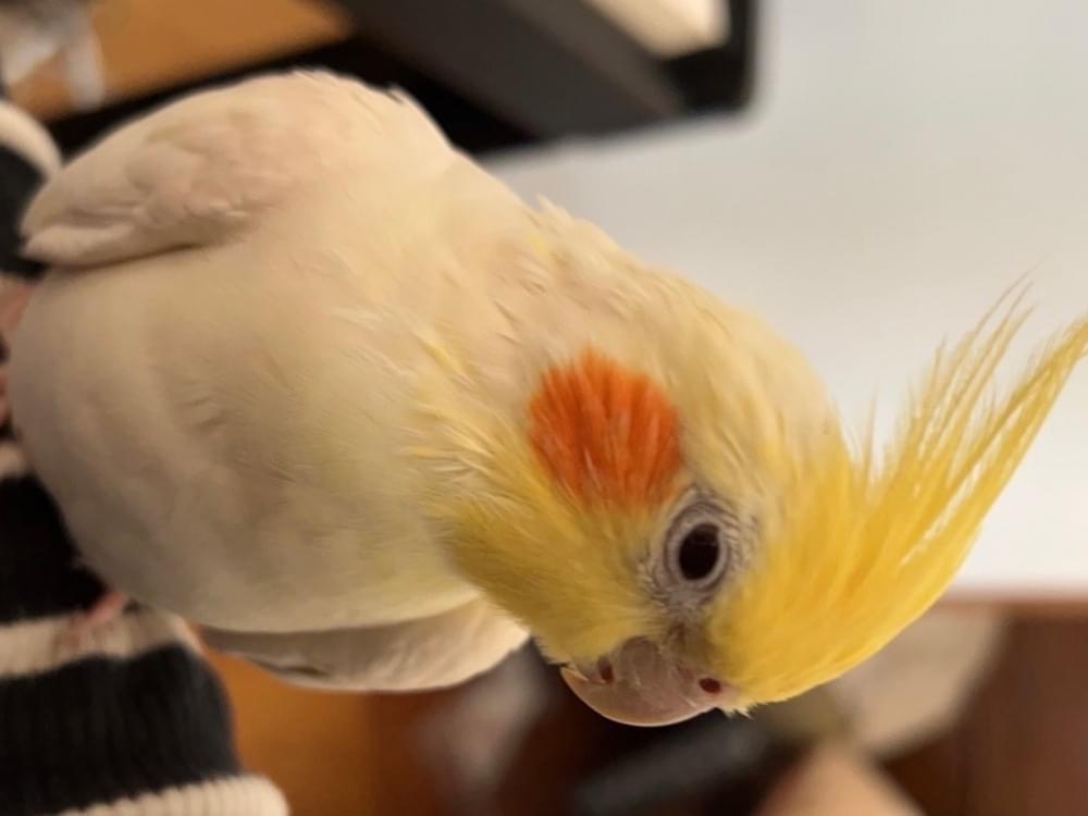 ピーコちゃん ピーコちゃん