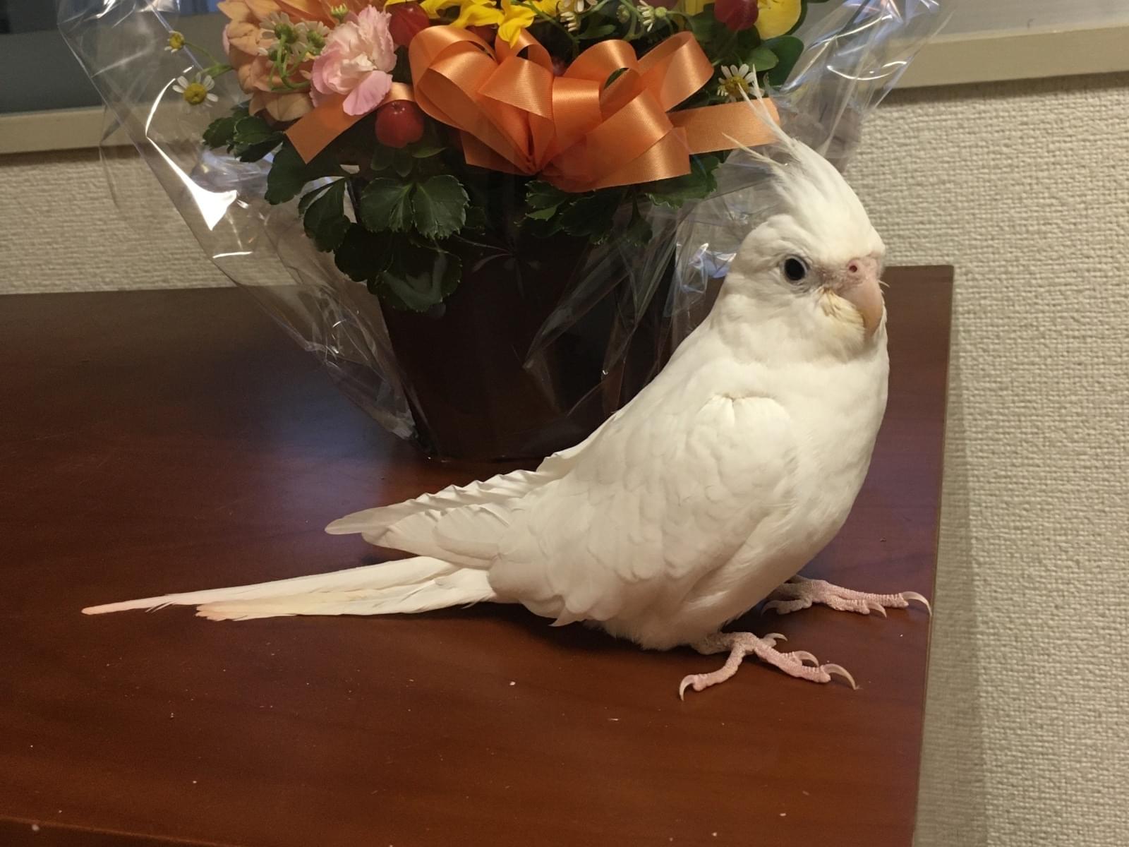 ハクちゃん ハクちゃん