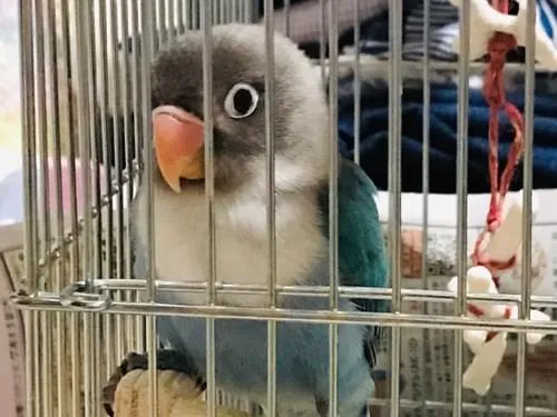 ブルーボタンインコを探しています