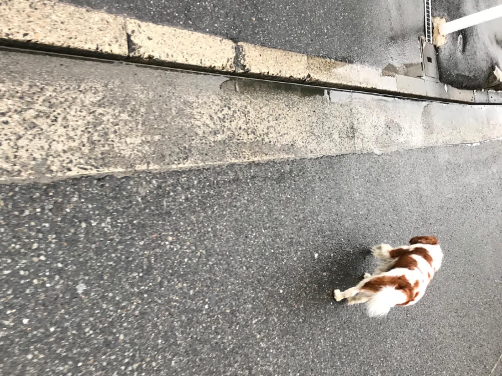 目撃された犬 目撃された犬