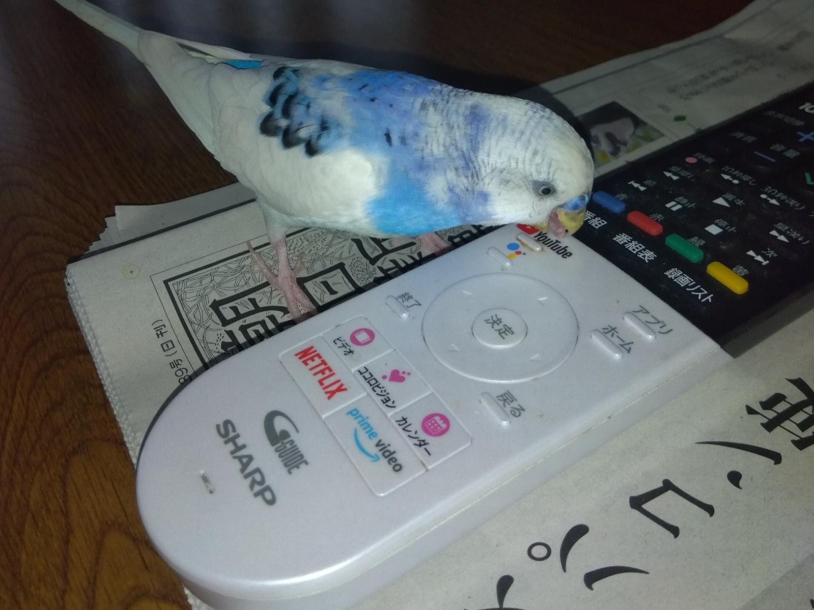 ラッキーちゃん