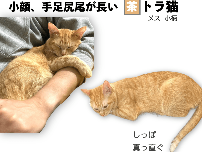 むぎちゃん むぎちゃん