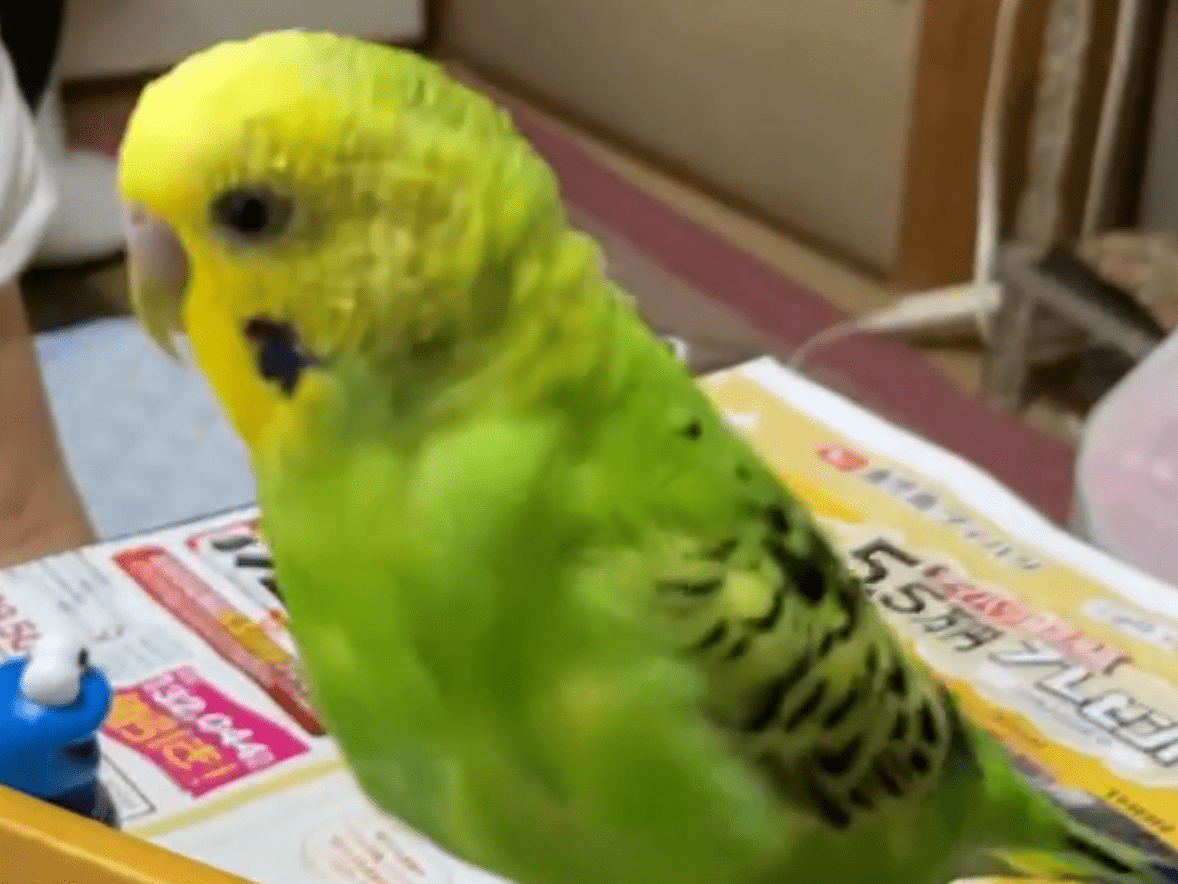 ピーちゃん ピーちゃん
