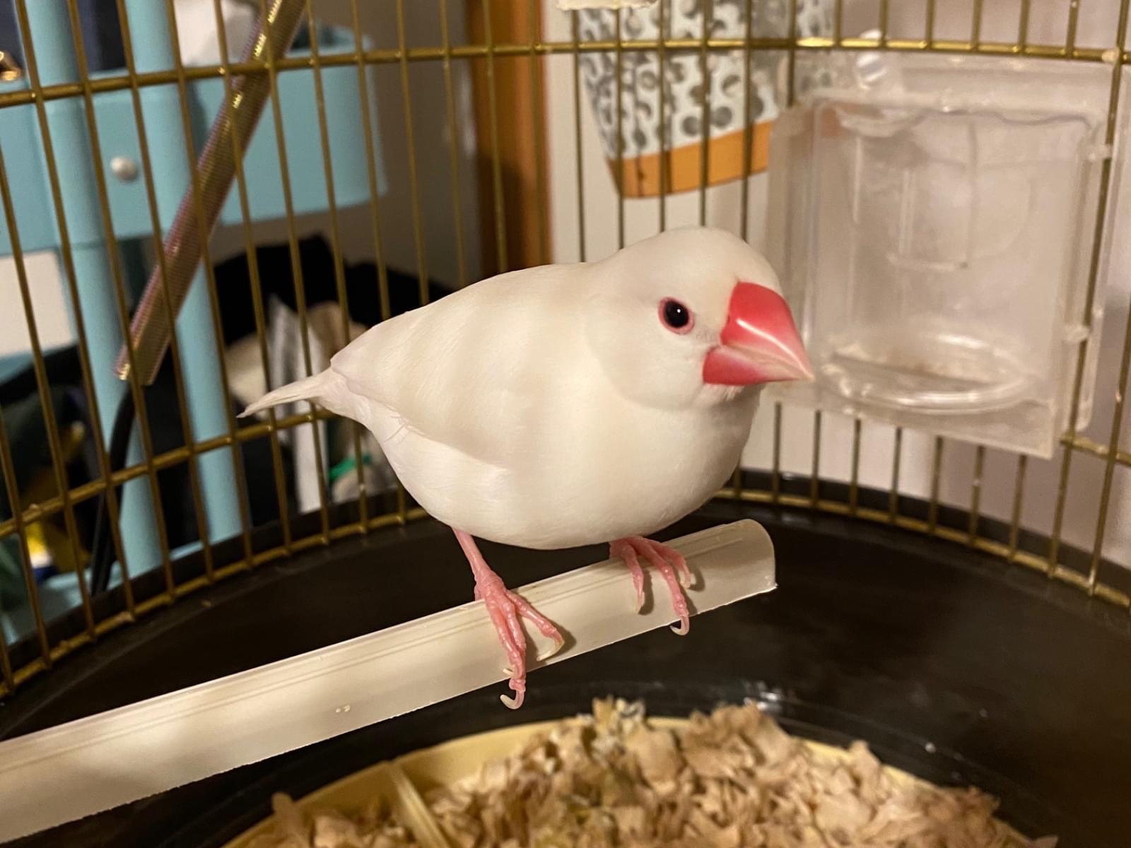 おかゆちゃん おかゆちゃん