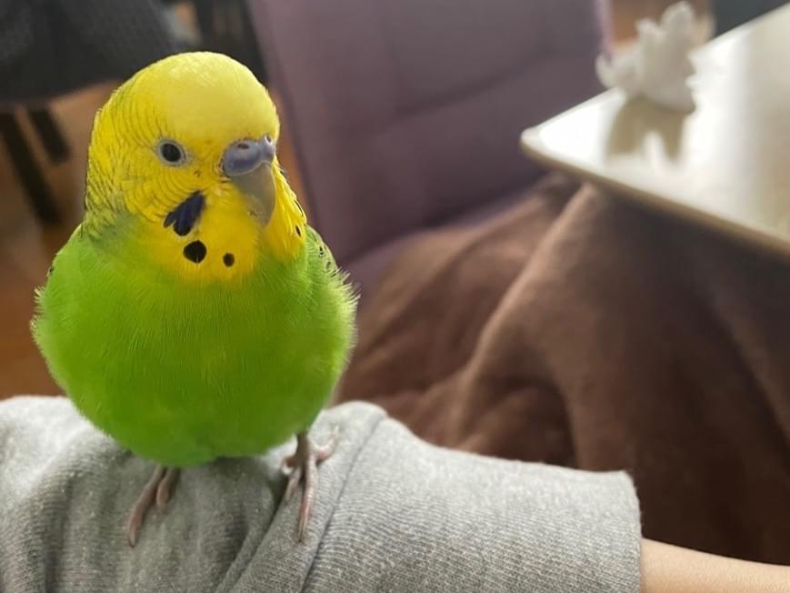 てんちゃん てんちゃん