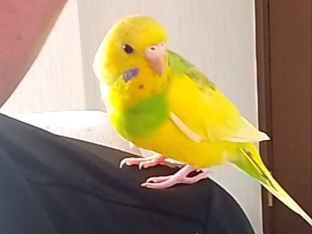 きーくんちゃん きーくんちゃん
