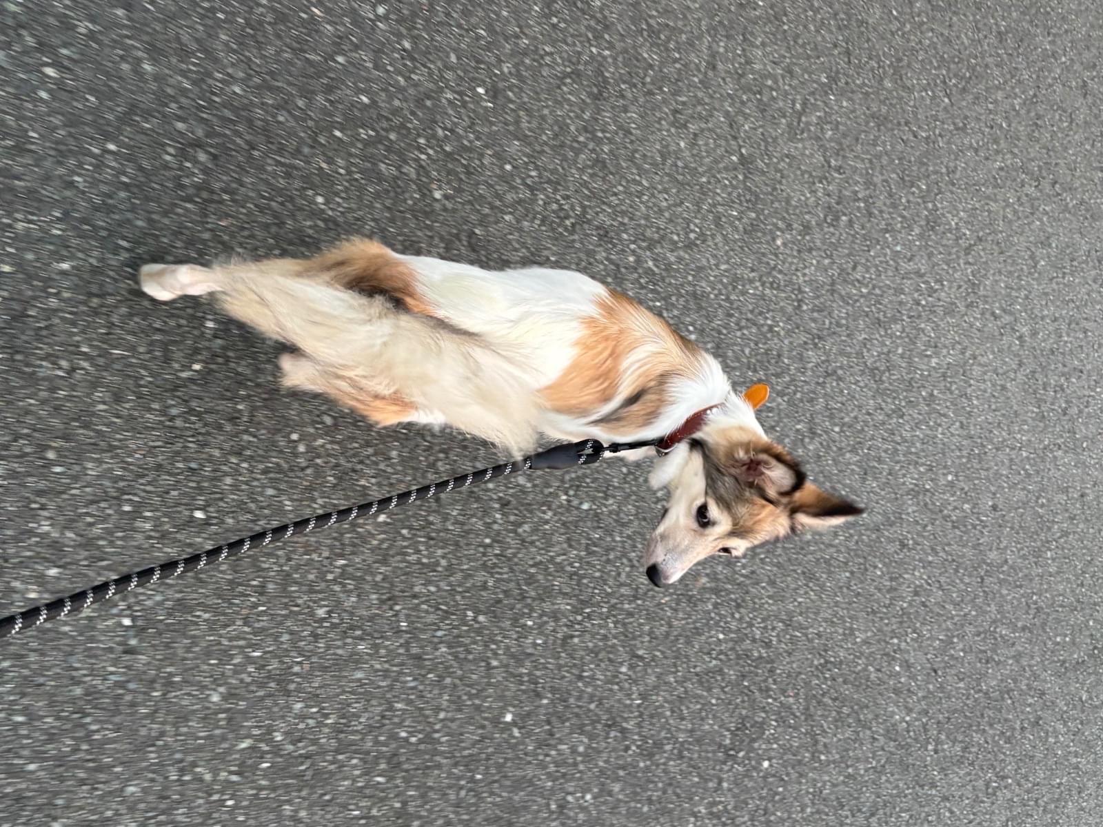 うゆちゃん うゆちゃん