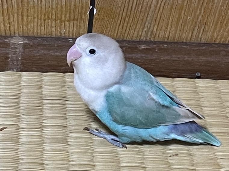 ぴーちゃん ぴーちゃん