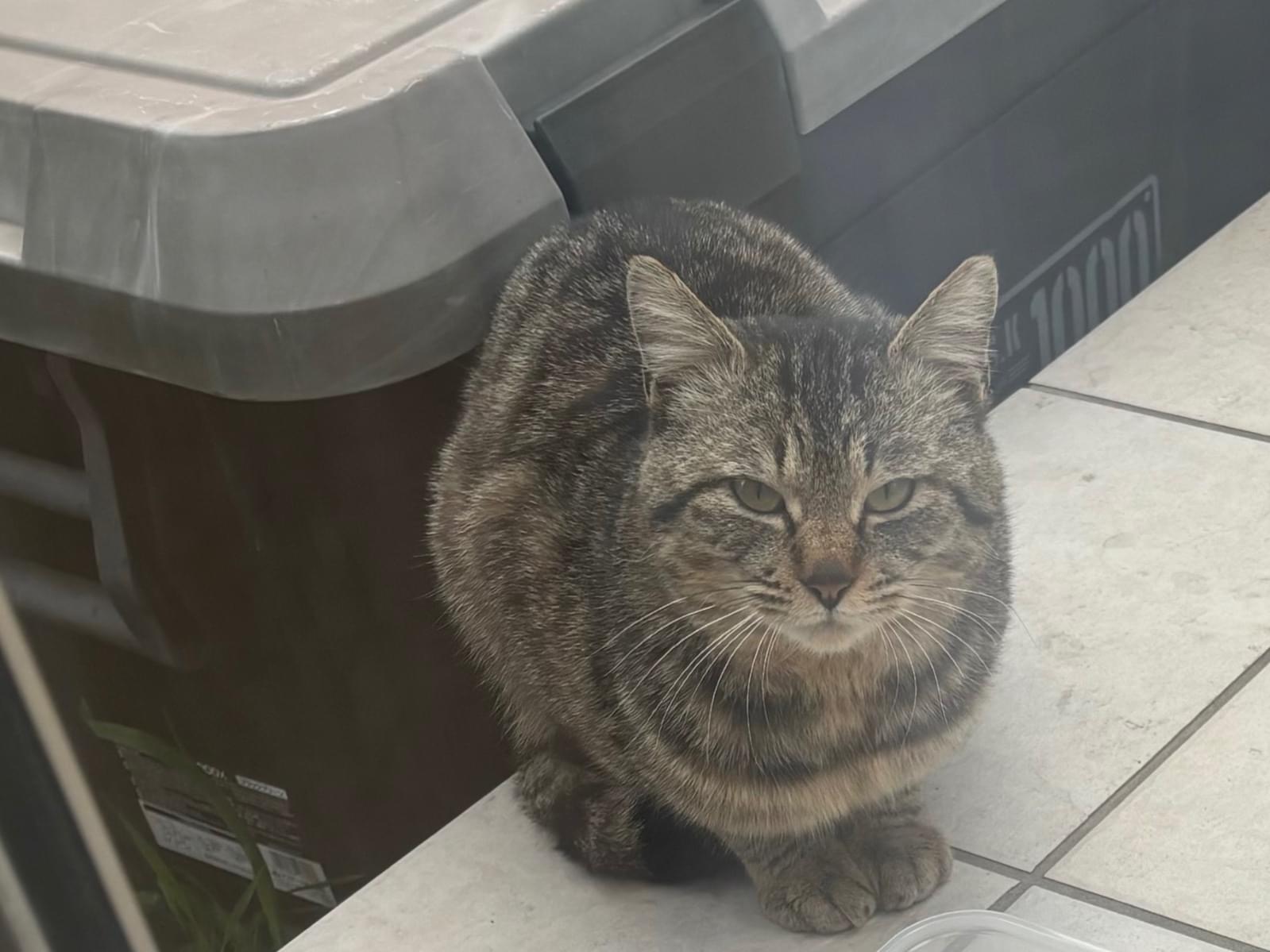 目撃された猫 目撃された猫