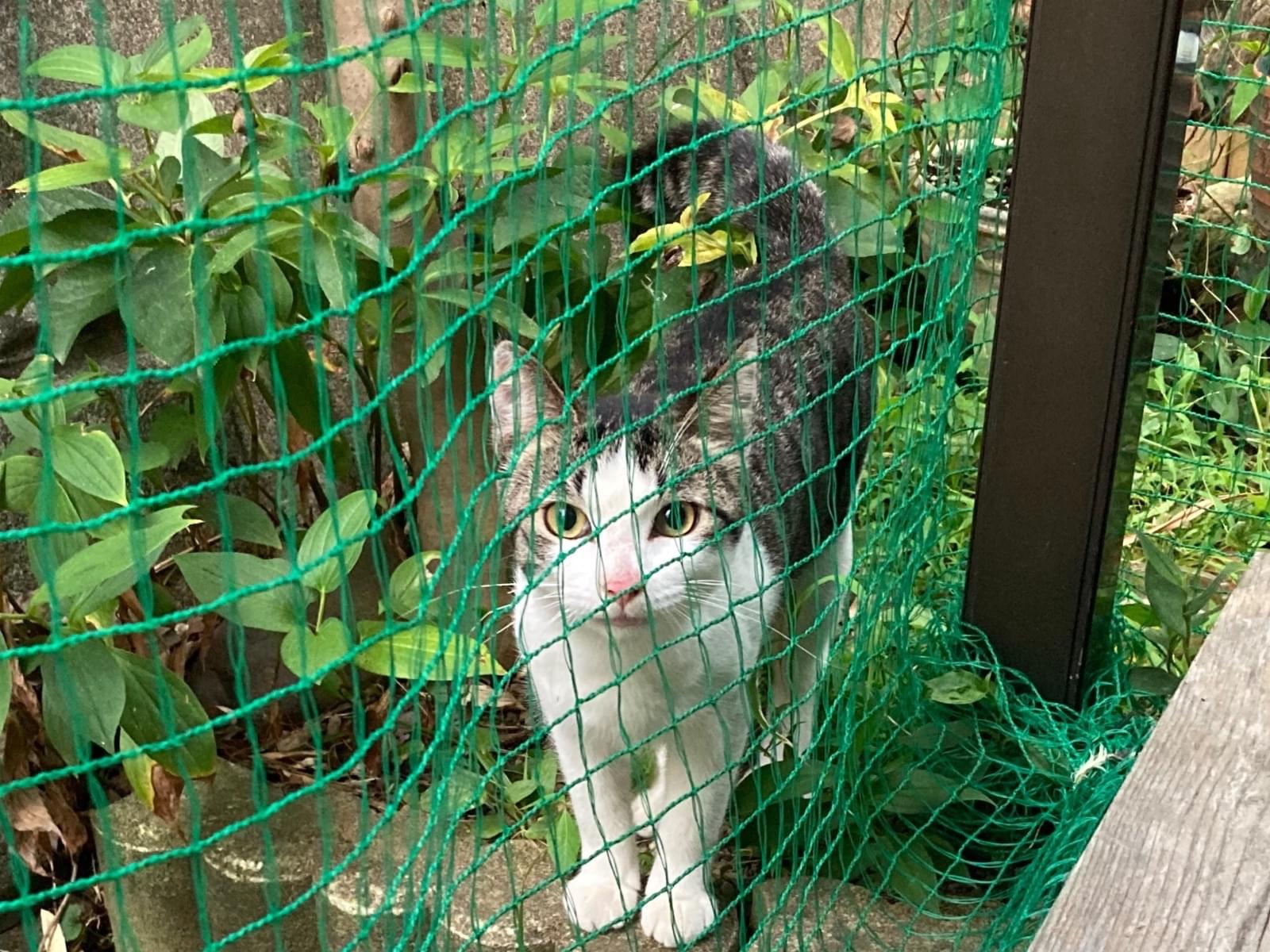 目撃された猫 目撃された猫