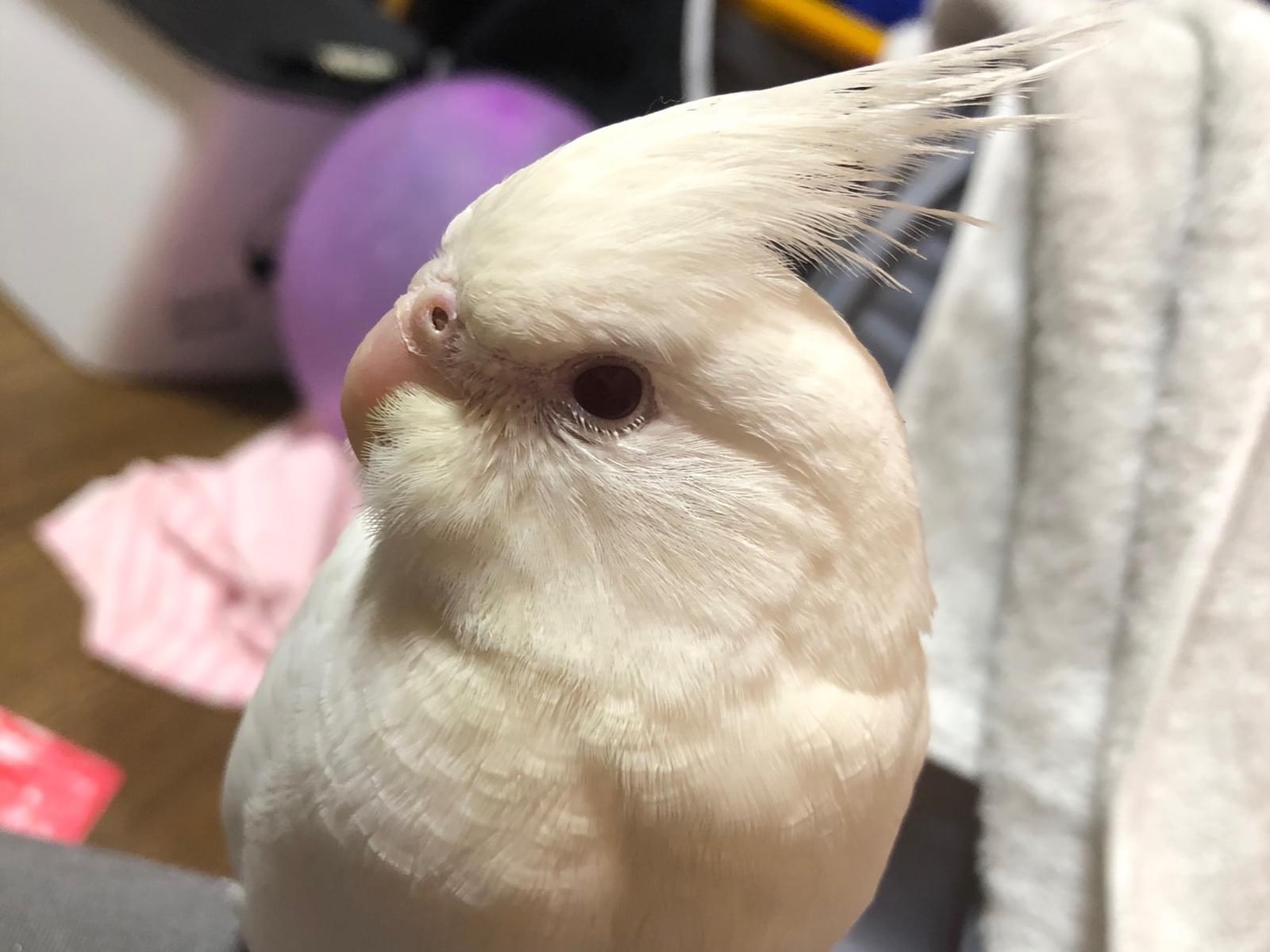 ゆきちゃん ゆきちゃん
