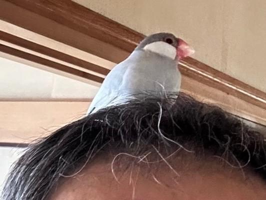 保護された鳥 保護された鳥
