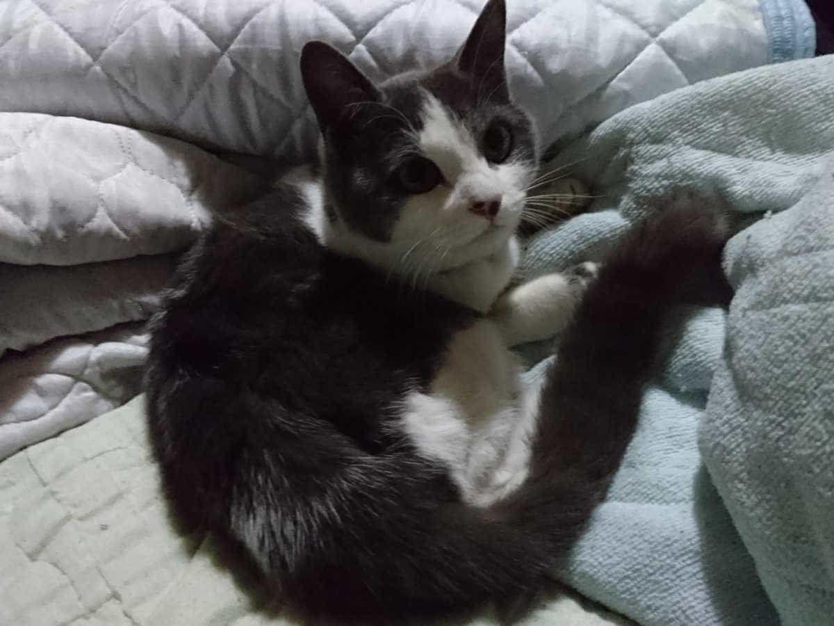 保護された猫 保護された猫