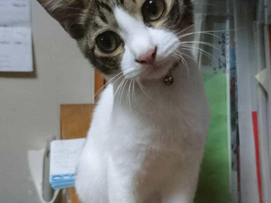 まつばちゃん まつばちゃん