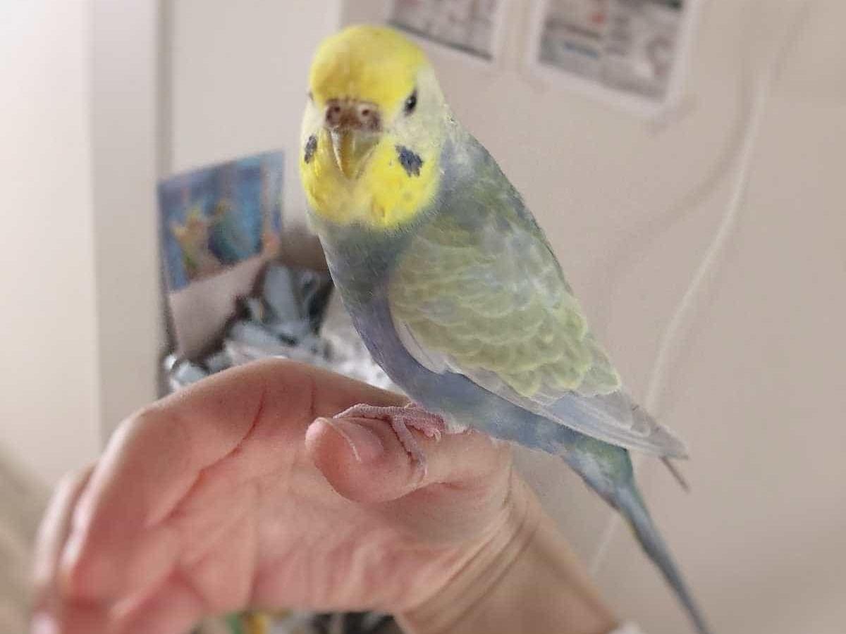 いんこちゃん いんこちゃん