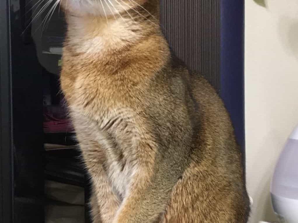 レオちゃん レオちゃん