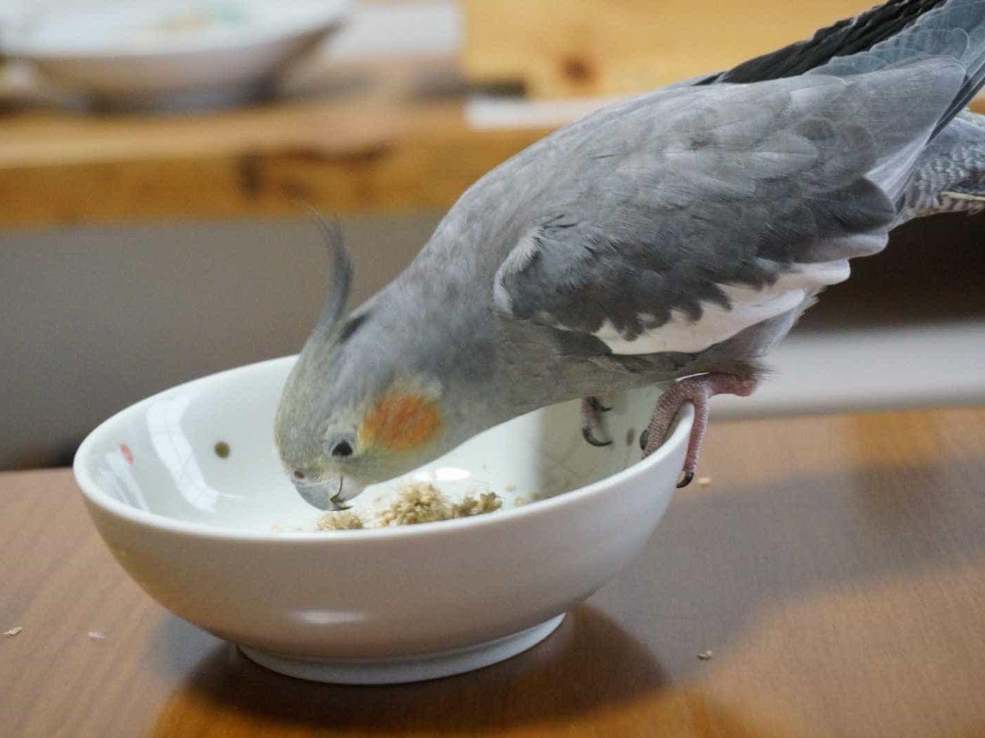 ポージローちゃん ポージローちゃん
