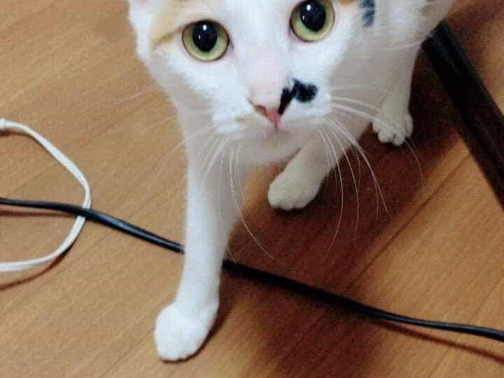 たんぽぽちゃん たんぽぽちゃん