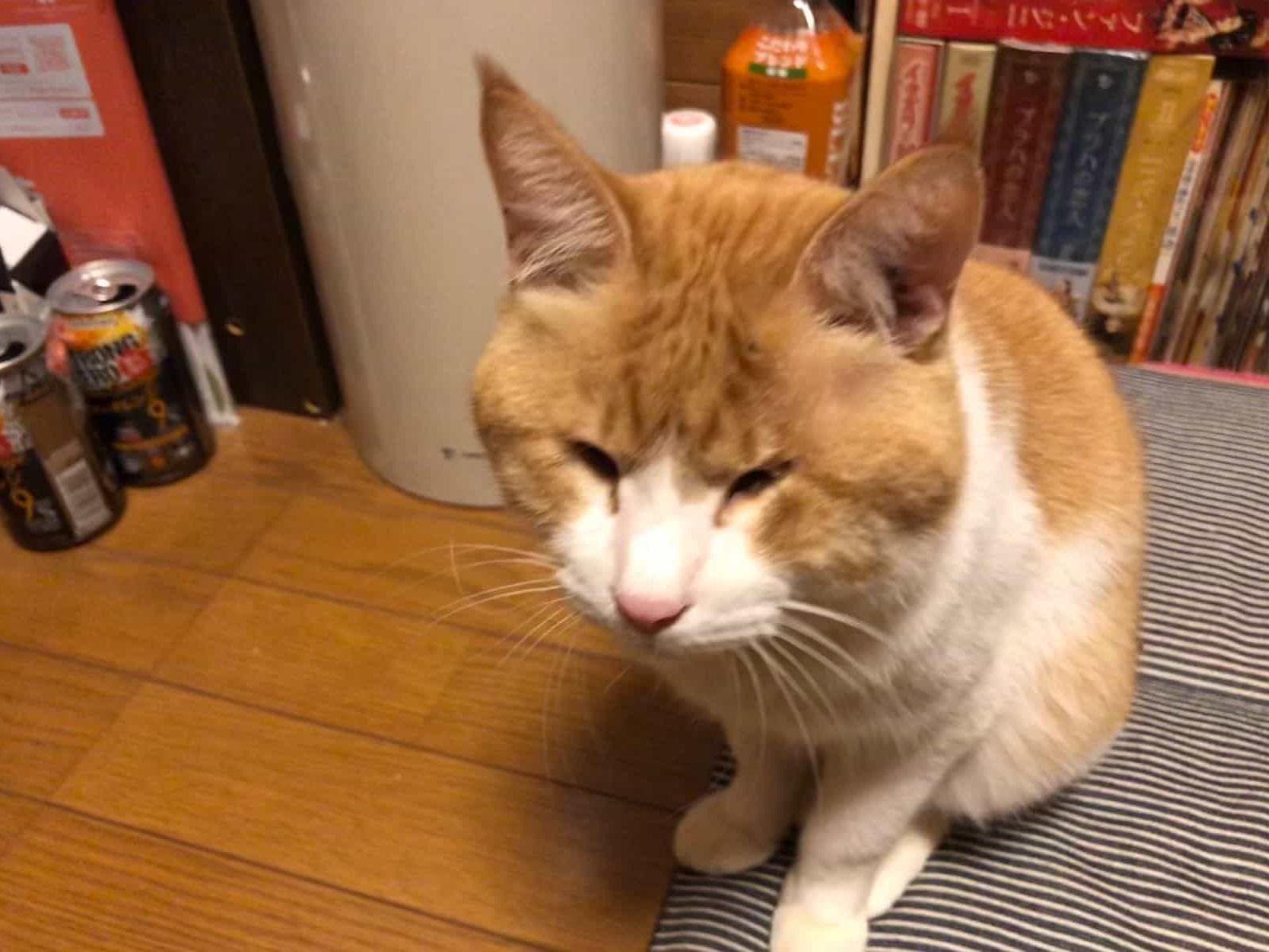 ミニィちゃん ミニィちゃん