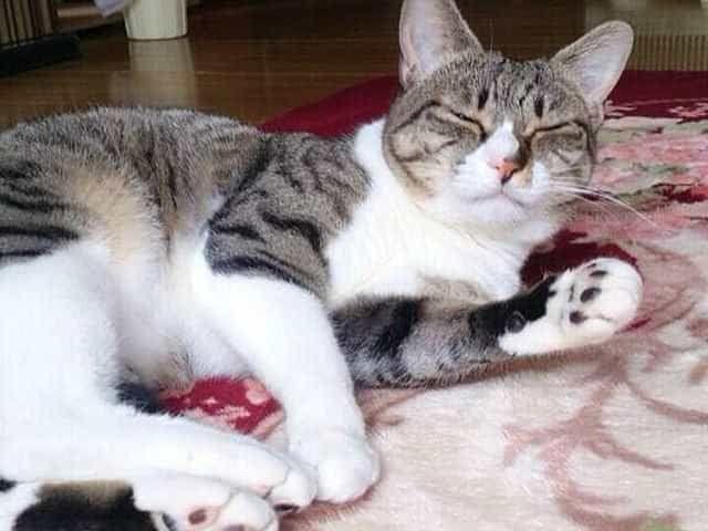 うららちゃん うららちゃん