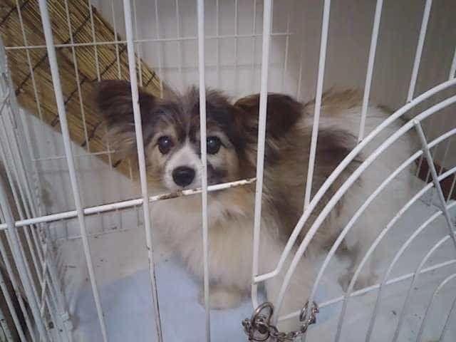 保護された犬 保護された犬
