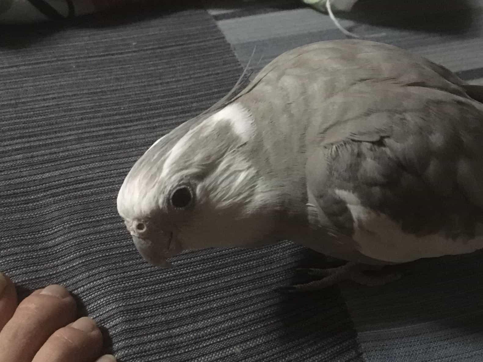 アッシュちゃん アッシュちゃん