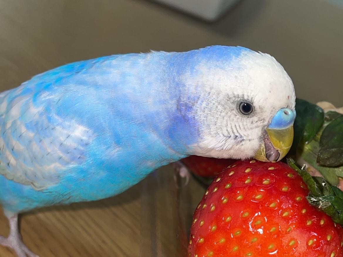 あおちゃん あおちゃん