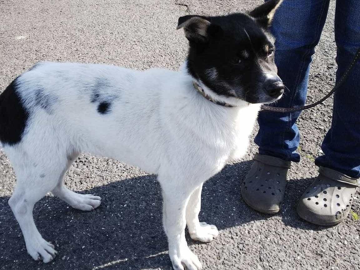 保護された犬 保護された犬