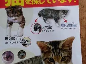 短く丸まった尻尾の猫(トラ)を探してます