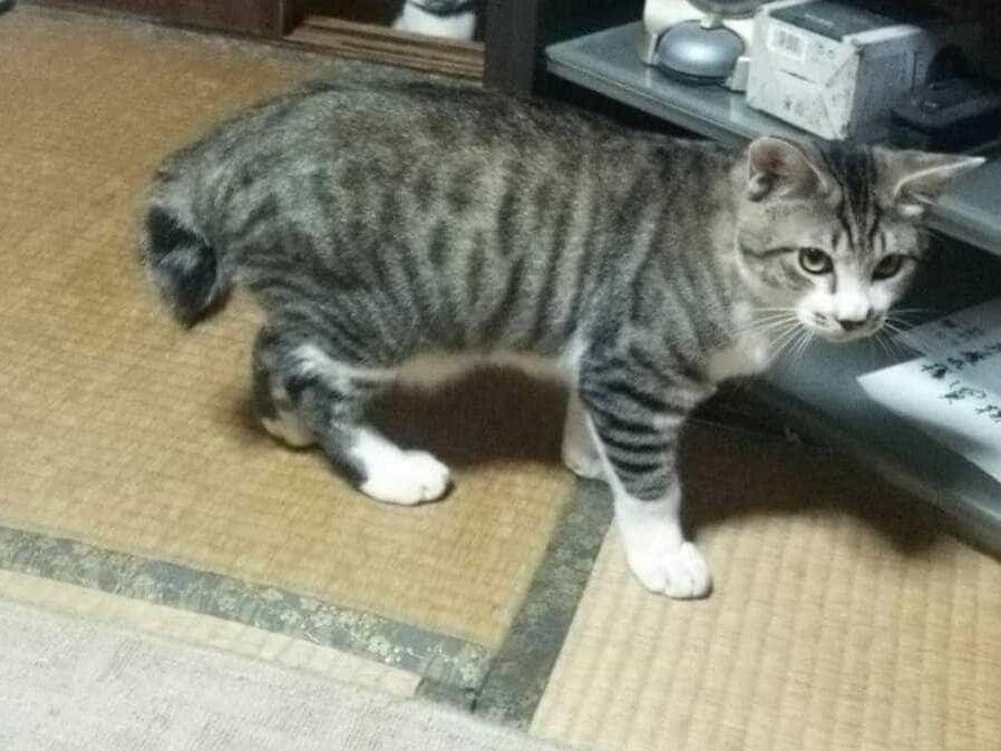 どんちゃん どんちゃん