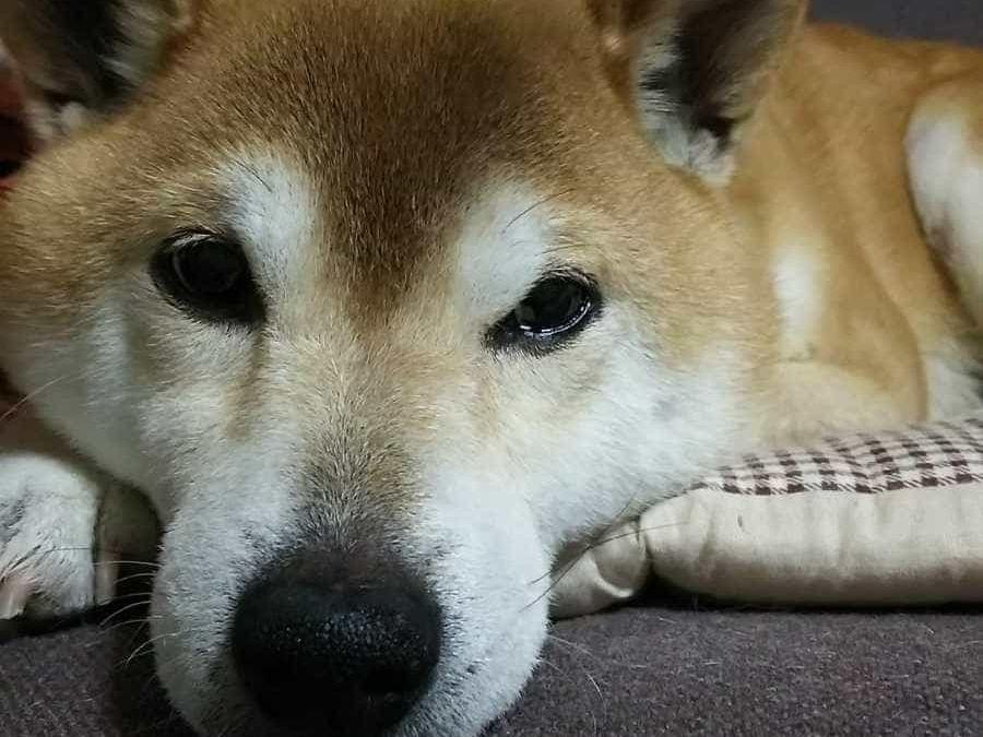 はなちゃん はなちゃん