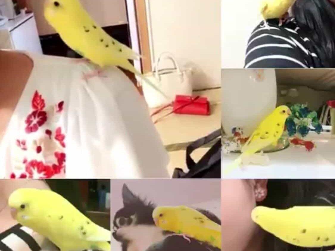 レモンちゃん レモンちゃん