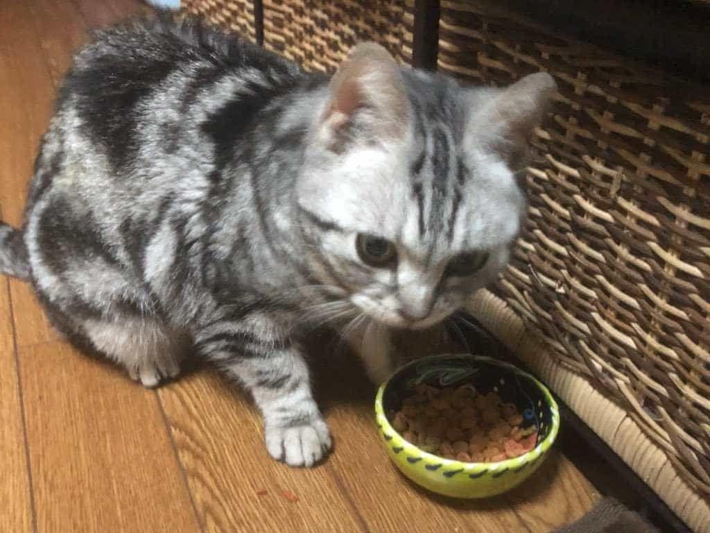 保護された猫 保護された猫
