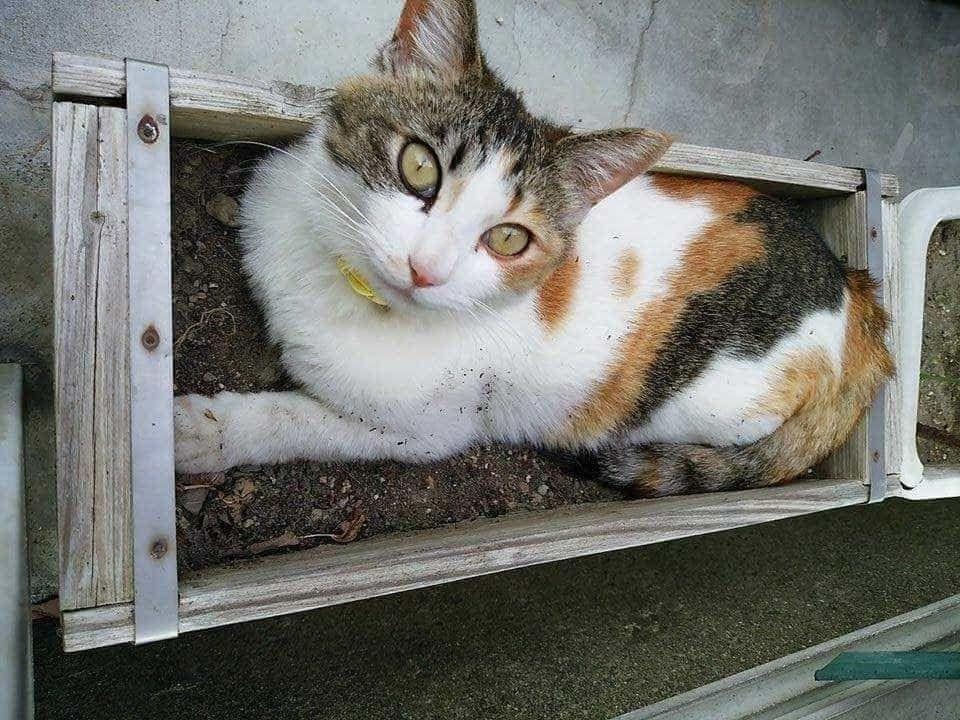 ココちゃん ココちゃん