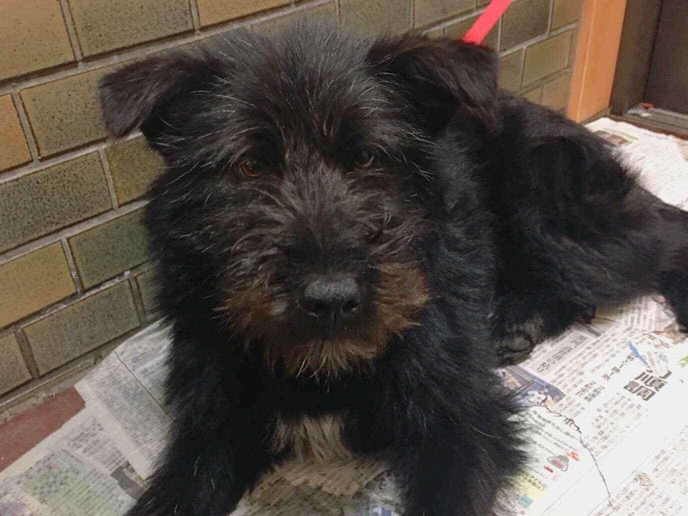 保護された犬 保護された犬