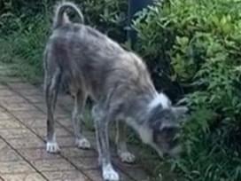 目撃された犬 目撃された犬