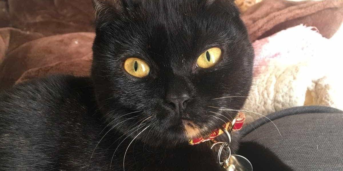 黒猫 黒猫(アメリカンカールミックス)を探してます